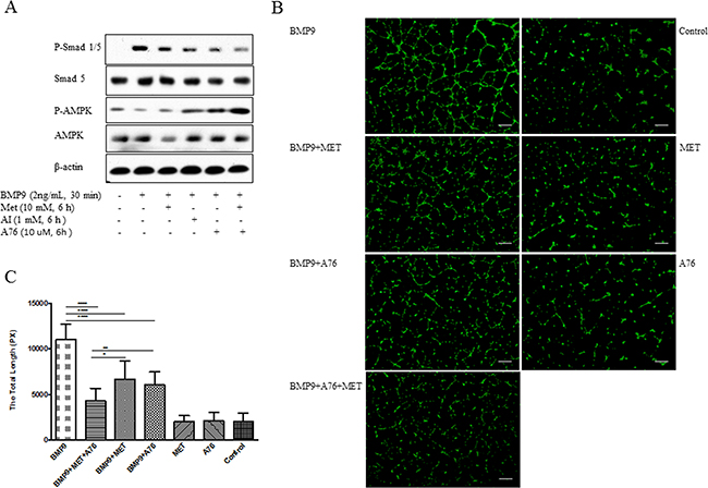 Inhibition of BMP9-induced phosphorylation of Smad1/5 and tube formation by different AMPK activators.