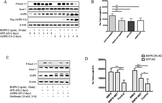 Effects of AMPK mutants on Smad1/5 phosphorylation and tube formation.