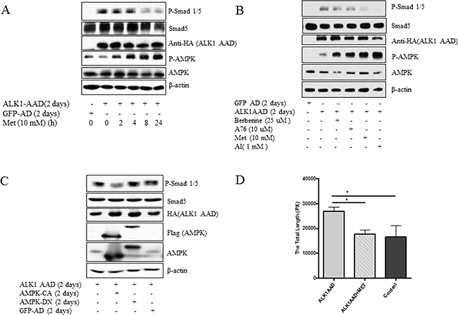 Inhibition of active mutant of ALK1 by AMPK.