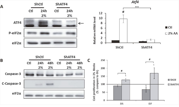 The knock-down of ATF4 expression in MEFs increases cell survival during amino acid deprivation.