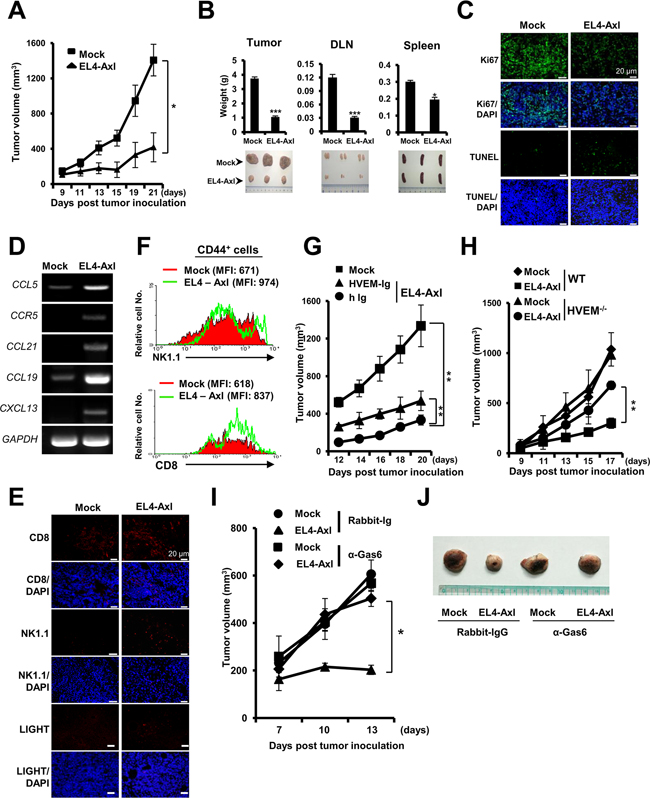 Anti-tumorigenic effect of Axl-induced LIGHT expression in EL4 T lymphoma-bearing mice.