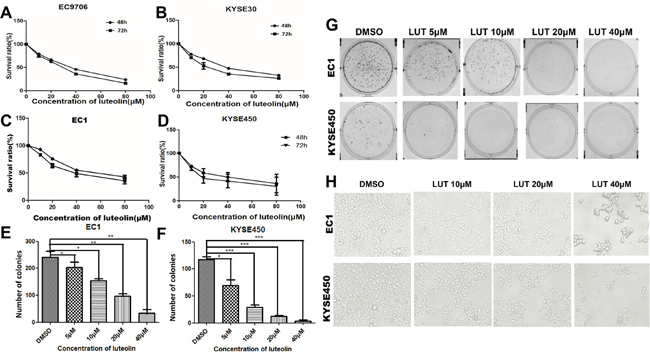 Luteolin inhibited cell proliferation and growth in ESCC cells.