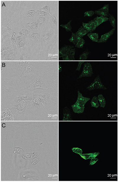 Internalization of 4D5scFv-PE40.