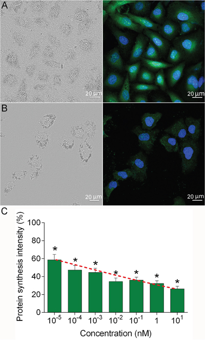 Protein biosynthesis inhibition induced by 4D5scFv-PE40.