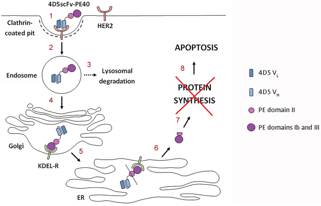 Proposed mechanism of the 4D5scFv-PE40 immunotoxin cytotoxicity.