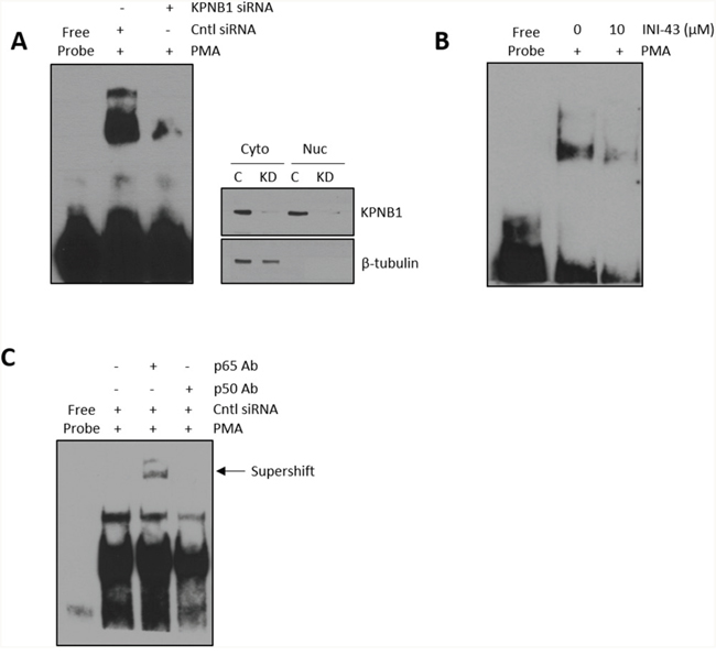 Formation of a nuclear NFkB/DNA binding complex following KPNB1 inhibition.