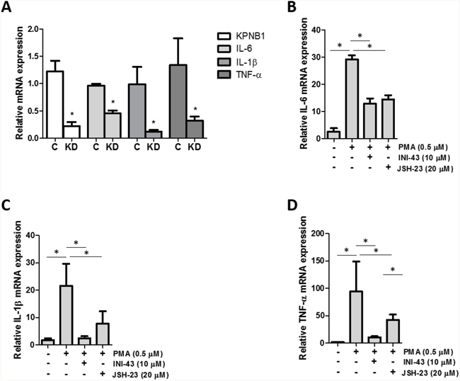 KPNB1 inhibition affects inflammatory NFkB target gene expression.