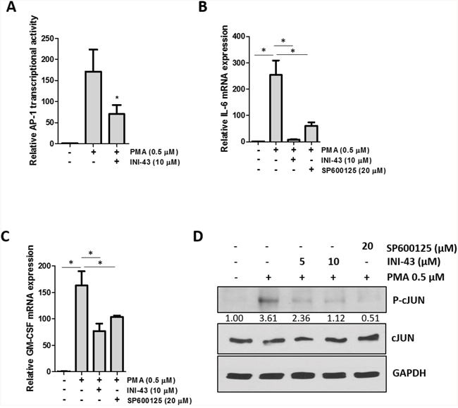 AP-1 activity and target gene expression in affected by KPNB1 inhibition.