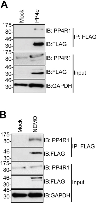 PP4R1 interacts with PP4c and NEMO in MCC13 cells.