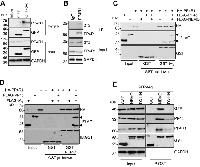 PP4R1 is a novel tAg binding partner required for NEMO binding.