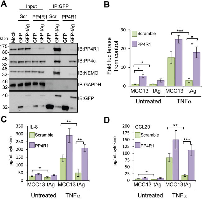 PP4R1 is necessary for MCPyV tAg-mediated inhibition of NF-&#x03BA;B.