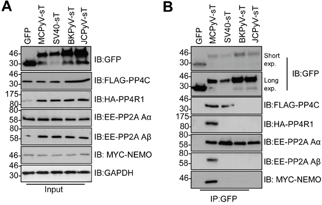 Binding to NEMO and PP4R1 is not conserved amongst PyV tAg.