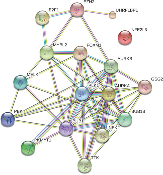 Interaction network associated with the seven transcriptional genes and the 11 protein kinase genes overexpressed in various cancers.