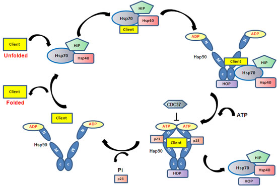 The Hsp90 chaperoning system.