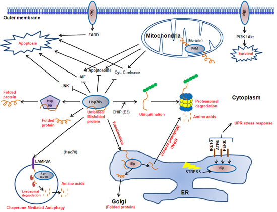 The Hsp70 family proteins.