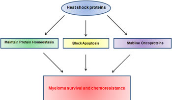 Heat shock proteins contribute to myeloma survival and chemoresistance via their roles in multiple pathways known to be important in myeloma.