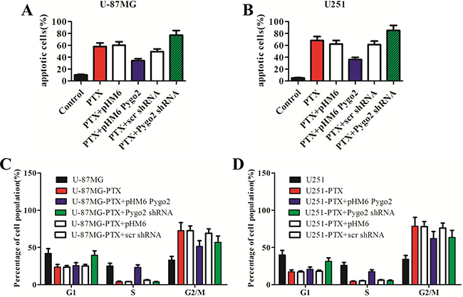 Pygo2 inhibits the PTX-induced apoptosis and G2/M arrest of glioma cells.