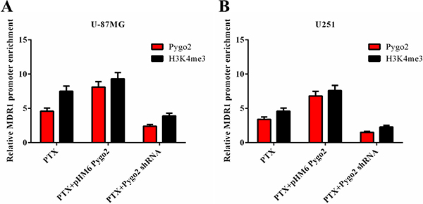 Effect of Pygo2 on the recruitment of transcriptional regulators to the MDR1 promoter.