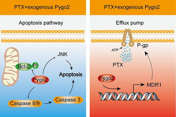 Schematic illustration showing how Pygo2 inhibits the efficacy of PTX-induced apoptosis in human glioma cells.