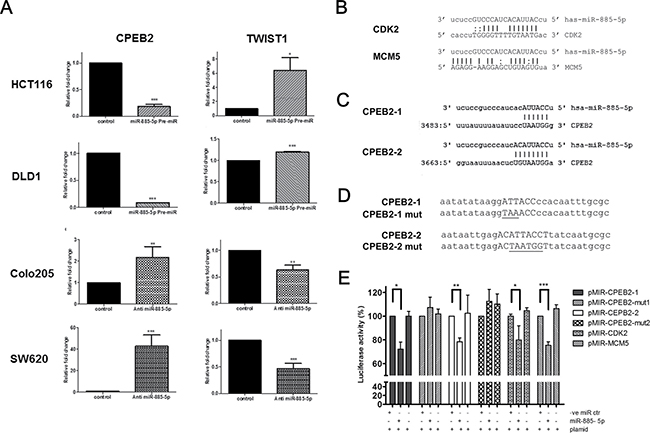 Identification of CPEB2 as a target gene of miR-885-5p.