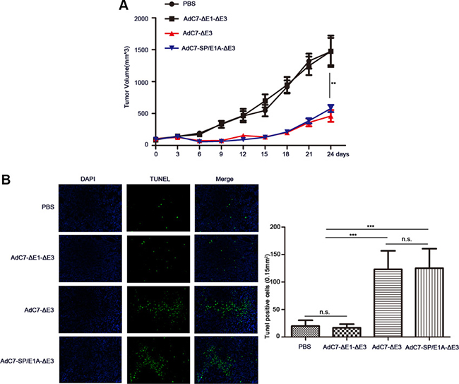 AdC7-SP/E1A-&#x0394;E3 inhibit tumor growth in nude mouse NCI-H508 cell xenografts.