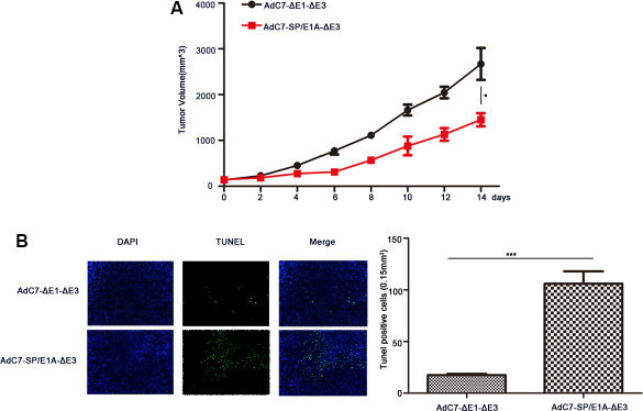 The antitumor efficacy of AdC7-SP/E1A-&#x0394;E3 via systemic administration.