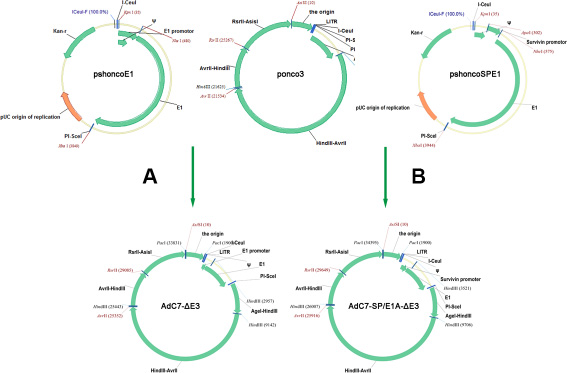 Flowchart of cloning AdC7-&#x0394;E3 and AdC7-SP/E1A-&#x0394;E3.
