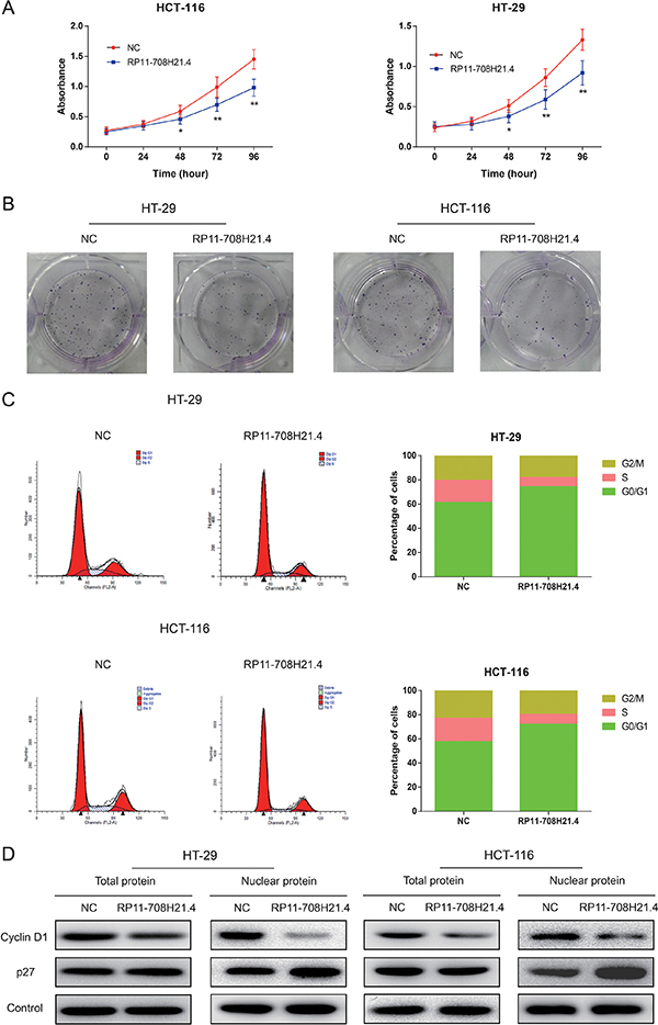 RP11-708H21.4 suppresses CRC cell proliferation in vitro through induction of cell cycle arrest.
