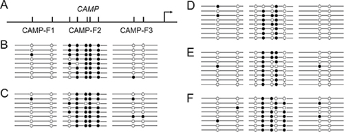 Cell specific methylation pattern for human CAMP.