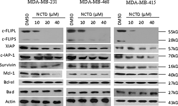 NCTD suppresses c-FLIP expression and Mcl-1 in breast cancer cells.