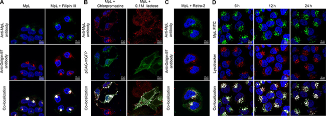 Mechanisms of MpL cell uptake and sorting.