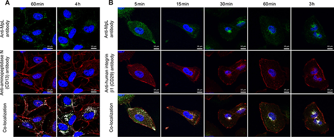 Co-localization of aminopeptidase N and integrin &#x03B2;1 and MpL in MCF10A neoT cells.