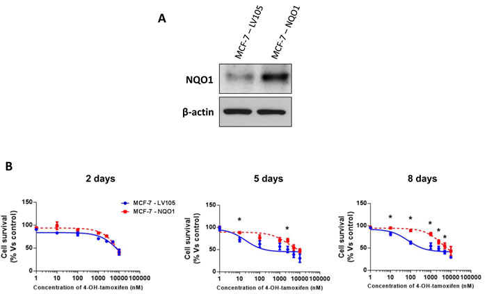 MCF-7 cells over-expressing NQO1 are tamoxifen-resistant.