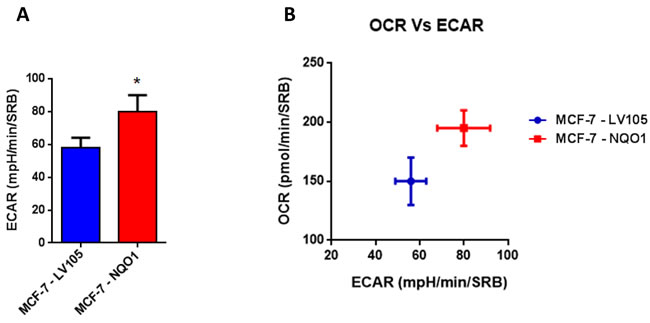 NQO1 expressing MCF7 cells are more energetically active, and show a minor increase in their glycolytic rate.