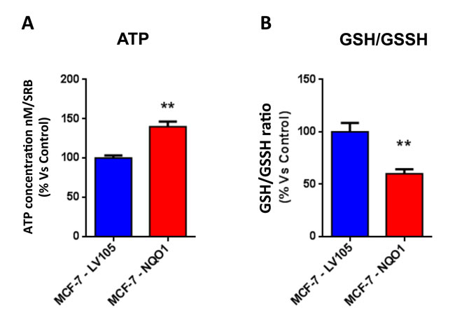 The metabolic phenotype of NQO1 expressing MCF7 cells is characterized by increased steady-state levels of ATP and decreased levels of reduced glutathione.
