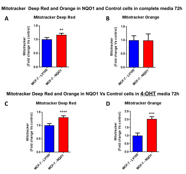 Mitochondrial biogenesis and membrane potential are increased in NQO1 expressing MCF7 cells, in the presence of tamoxifen.