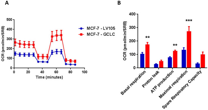 MCF7 cells harboring GCLC show a significant increase in mitochondrial oxygen consumption and mitochondrial ATP production.