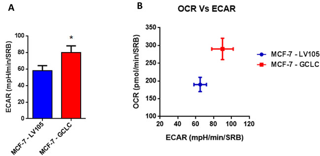 MCF7 cells harboring GCLC are more energetically active, and show a minor increase in their glycolytic rate.