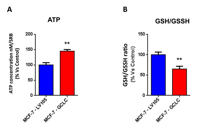 MCF7 cells harboring GCLC are characterized by increased steady-state levels of ATP and decreased levels of reduced glutathione.