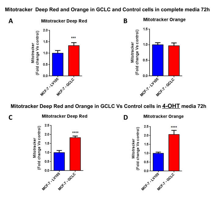 Mitochondrial biogenesis and membrane potential are increased in MCF7 cells harboring GCLC, in the presence of tamoxifen.