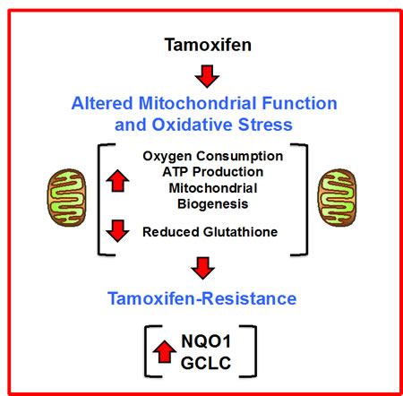 Enhanced mitochondrial metabolism: A new mechanism for driving tamoxifen-resistance.