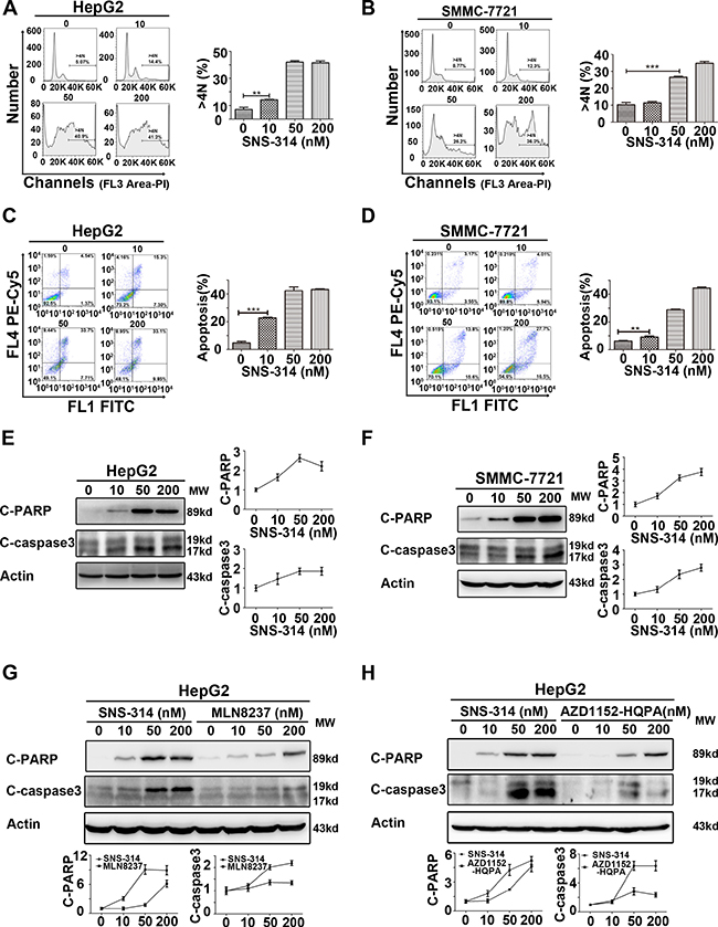 Polyploidy and apoptosis of HCC cells were induced by the inhibitors of Aurora kinases.