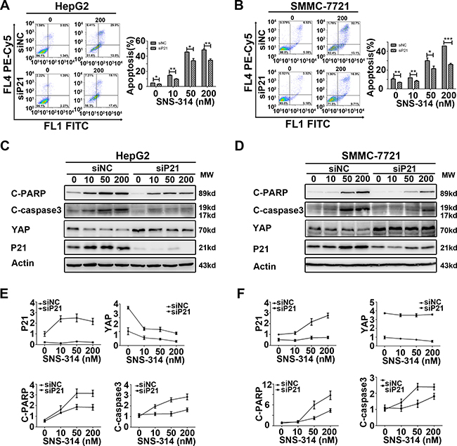 Knockdown of P21 impaired the apoptotic effect of the HCC cell lines treated with SNS-314.