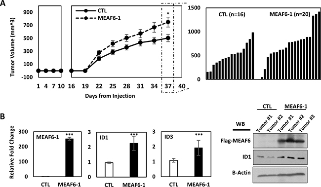 MEAF6-1 accelerates xenograft tumor growth.