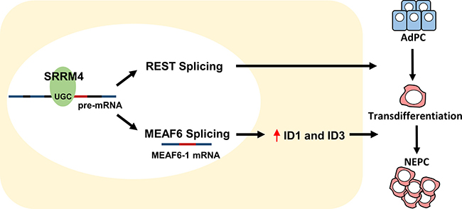 Differentiation and proliferation: two distinguishable and coordinated processes for AdPC to NEPC tumor establishment.