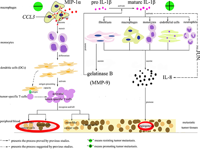 Functional networks of MIP-1&#x03B1;, IL-1&#x03B2;, IL-8 and JUN involved in tumor metastasis.