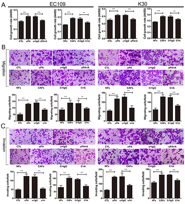 uPA secreted from CAFs functions as oncogenic protein during ESCC progression.