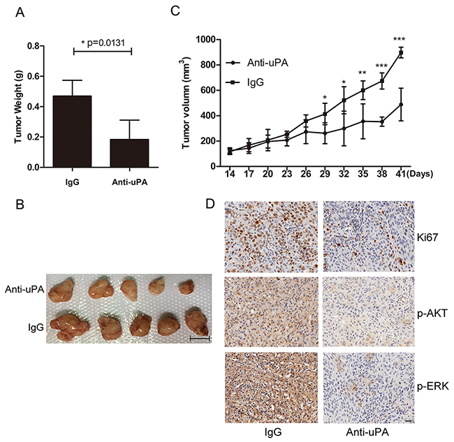 Inhibition of uPA with anti-uPA antibody suppresses tumor formation in vivo.