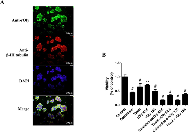 Recombinant ostreolysin (rOly) and tubulin-inhibiting agents decrease HCT116 cell viability.