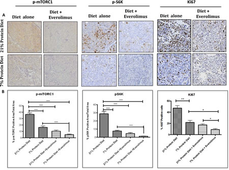 Low protein diet decreases mTOR and proliferation activity in the LuCaP23.1-CR model.
